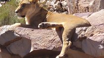 Pre-Booked Ticket for Aquila Game Reserve Sunset Safari and Wine