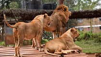 Nairobi Animal Orphanage 4WD Tour of Bomas Cultural Dance