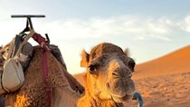 3-day Marrakech Merzouga tour with camel DE ball