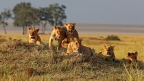 5 Day Safari Mikumi Udzungwa and Nyerere National Park