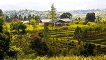 Croydon In The Mountains - Exotic Fruits & Flowers