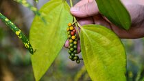 Half-Day Eco Punting and Village Backwater Cruise from Cochin