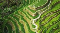 Ubud Tour: Monkey Forest, Rice Terrace, Waterfall, Water Temple 