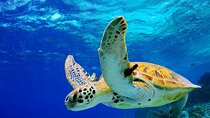 Colombo to Galle All Inclusive Private Day Tour 