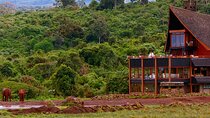 Scenic Day Trip to Aberdares National Park