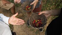 Coffee Tour in Medellín From Bean to Cup