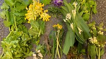 Foraging walk for beginners