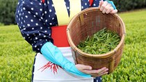 Matcha, Confections, and Traditions in Nishio From Nagoya