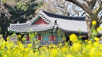 Jeju EAST Canola Flower Festival Tour with UNESCO