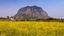Jeju West and South Canola Flower Guided Tour 