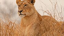 3 Days Guided Safari To Meru National Park