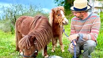 My Tuscan Farm - Three Experiences in One Day 