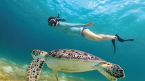 Jungle ATV, Cenote and Snorkel with Sea Turtles Adventure
