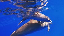  Dolphin House Snorkeling, Lunch and Water Sports from Hurghada