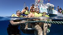 Oahu: Snorkeling Cruise and Dolphin Watch With Hawaiian Buffet
