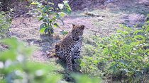 Jeep Safari Ranipur Range, 75% Sure Sighting of Leopards 