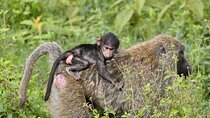 4 -days Masai Mara and Lake Nakuru guided safari from Nairobi