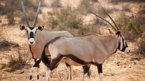 Half Day Daan Viljoen Nature Reserve Shared Windhoek Tour