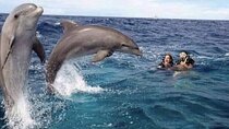 Dolphin tour in Mnemba Island, Spice Farm with Lunch