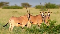 8 Days Harar, Awash safari and Bale Mountains Trip 