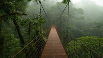 Whispers of the Mist A Cloud Forest Experience