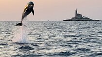Rovinj Private Dolphins at Sunset &Island Swimming with Speedboat