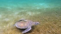 Snorkeling with Sea Turtles and Cenote Adventure 