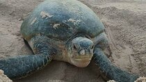  2 Days-1 Night in Ras Al Hadd Private Oman Tour Package 