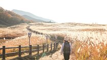 Soni Highlands and Waterfall Hike From Nagoya 
