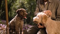 Truffle Hunting, Lunch and Fine Wine in Rome