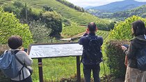 Hiking the Camino de Santiago Along Vineyards from San Sebastian