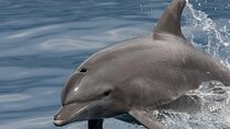 Watching Dolphins in Muscat Oman