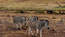 2 Day Best Safari Tour Garden Route Lodge