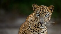 Yala National Park Guided Safaris 