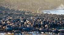 3 Days Luxury Safari in Tanzania Iconic National Parks
