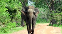Pick up Mirissa, Tangalle, Yala safari tour and drop to Ella 