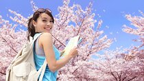 Tokyo Cherry Blossom Full Day Walking Tour with a Local Guide