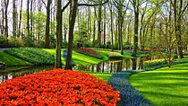 Private 4 hour Keukenhof Gardens Tulip Fields Tour from Amsterdam