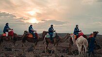 Agafay Desert ⁚ Traditional Dinner , Show and Camels 
