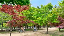 Nami Island, Apple Picking & The Alpaca Garden