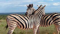 Addo Elephant National Park and Quad Biking Combo