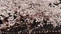 Small Group Tour East Jeju Cherry Blossom & Woman Diver Show