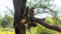 Serengeti and Ngorongoro Fly Tour in Safari 