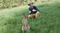 Kangaroo Wildlife Half Day Small Group Tour From Sydney