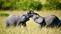 8 Days Magical and Unforgettable Kenya and Tanzania Combo