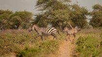 2 Days Private Budget Lodge to Tarangire and Ngorongoro crater