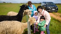Boshack Farm - Animal, Wildlife, Stargazing Nature Aussie culture