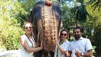 From Colombo: Kandy and Pinnawala Full-Day Trip