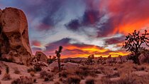 Joshua Tree National Park Day Tour from Los Angeles