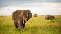 Two Days Private Mid Range Lodge Safari
